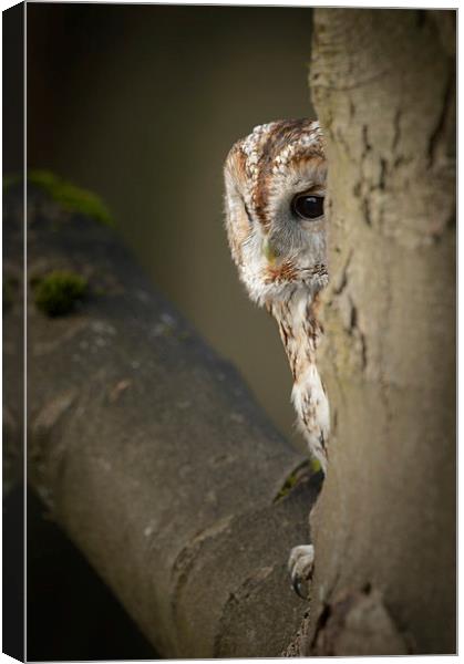 Tawny Owl Canvas Print by Natures' Canvas: Wall Art  & Prints by Andy Astbury