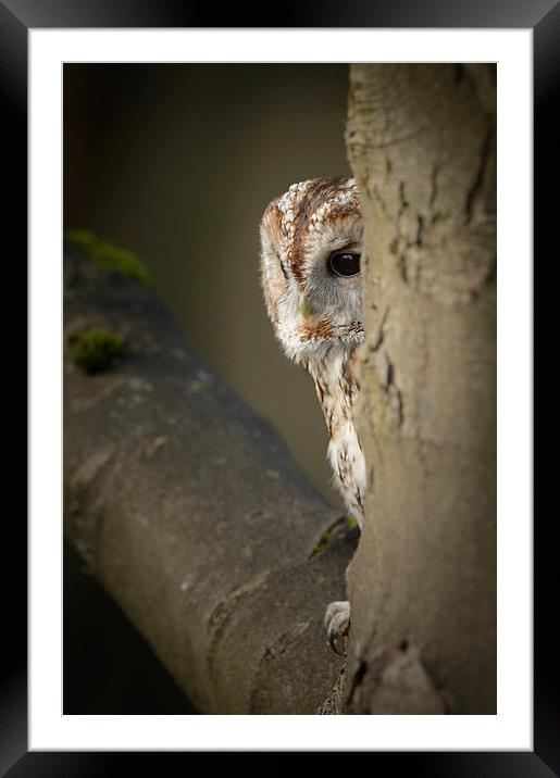 Tawny Owl Framed Mounted Print by Natures' Canvas: Wall Art  & Prints by Andy Astbury