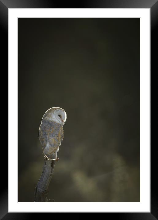 Barn Owl Framed Mounted Print by Natures' Canvas: Wall Art  & Prints by Andy Astbury