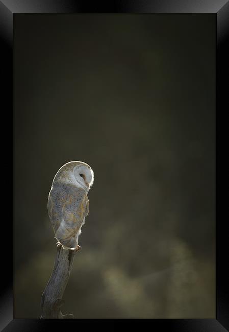Barn Owl Framed Print by Natures' Canvas: Wall Art  & Prints by Andy Astbury