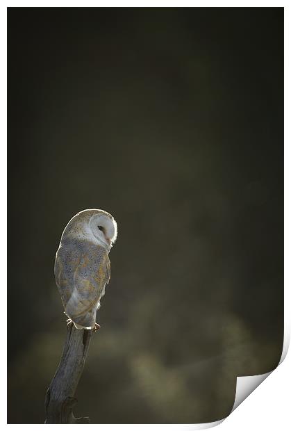 Barn Owl Print by Natures' Canvas: Wall Art  & Prints by Andy Astbury
