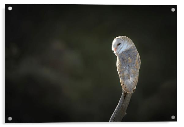 Barn Owl Acrylic by Natures' Canvas: Wall Art  & Prints by Andy Astbury