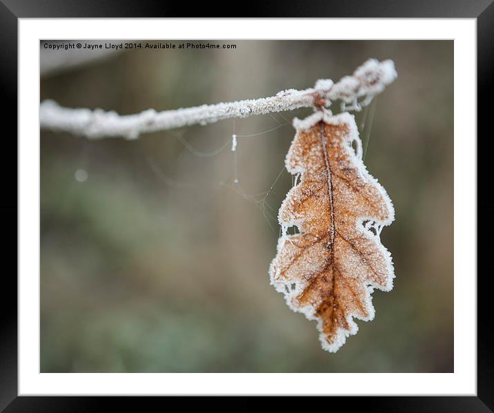 Frosted Leaf in Isolation Framed Mounted Print by J Lloyd