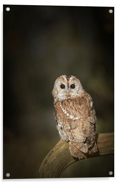 Tawny Owl Acrylic by Natures' Canvas: Wall Art  & Prints by Andy Astbury
