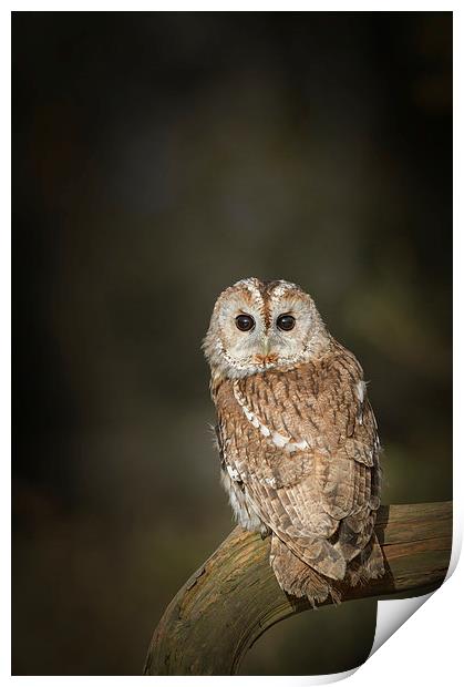 Tawny Owl Print by Natures' Canvas: Wall Art  & Prints by Andy Astbury