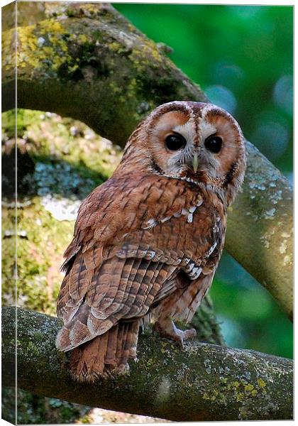 Tawny Owl Canvas Print by Ray Lewis