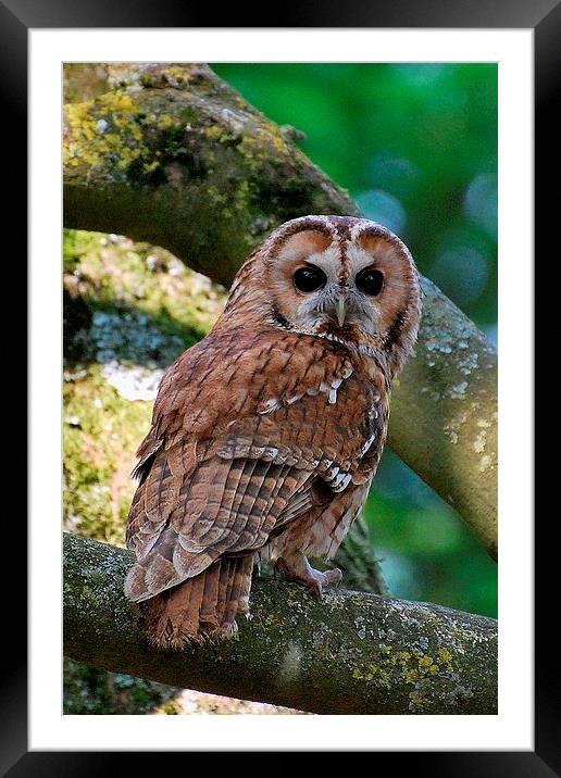 Tawny Owl Framed Mounted Print by Ray Lewis