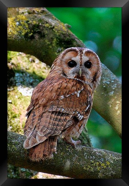 Tawny Owl Framed Print by Ray Lewis