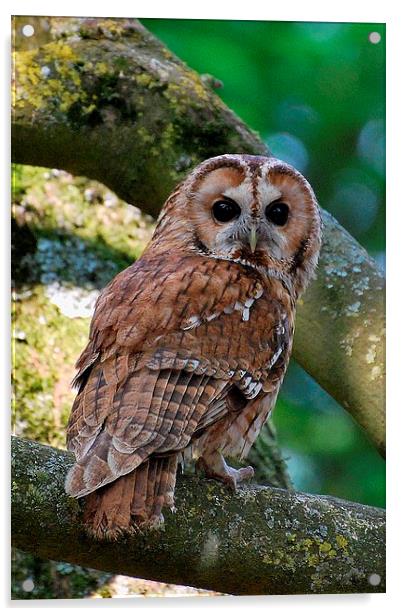 Tawny Owl Acrylic by Ray Lewis