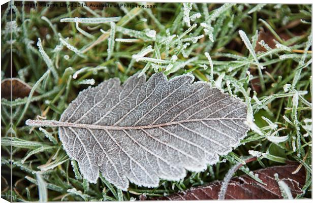 Fallen frosty leaf Canvas Print by J Lloyd