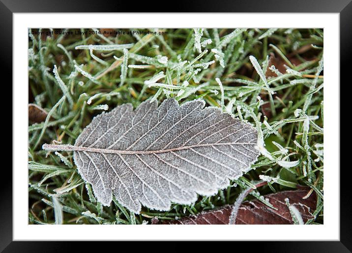 Fallen frosty leaf Framed Mounted Print by J Lloyd