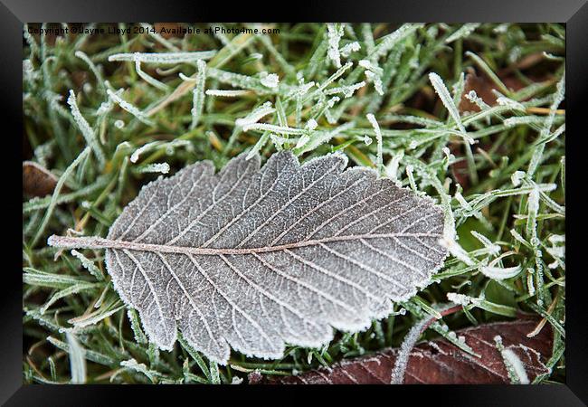 Fallen frosty leaf Framed Print by J Lloyd