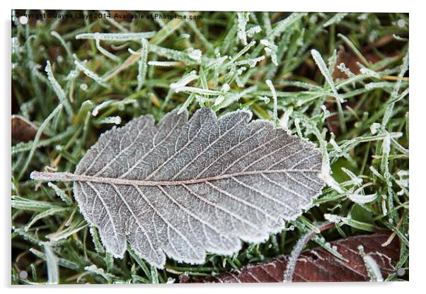 Fallen frosty leaf Acrylic by J Lloyd