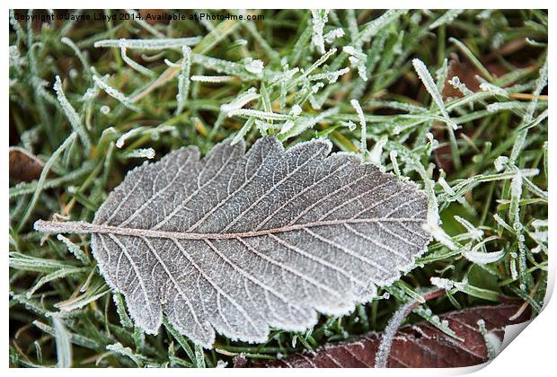 Fallen frosty leaf Print by J Lloyd