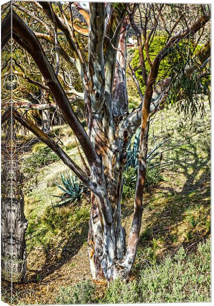 Eucalyptus tree Canvas Print by Digby Merry