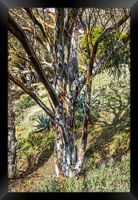 Eucalyptus tree Framed Print by Digby Merry