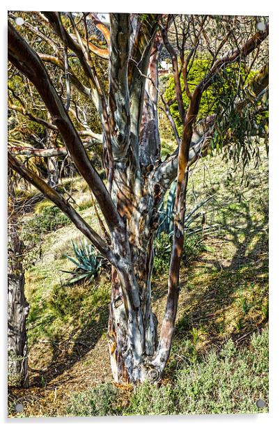 Eucalyptus tree Acrylic by Digby Merry