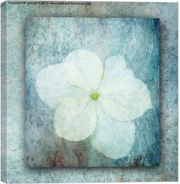 Hydrangea Canvas Print by Lynn Bolt