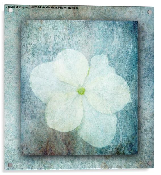 Hydrangea Acrylic by Lynn Bolt