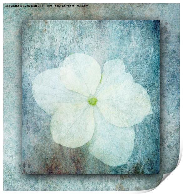 Hydrangea Print by Lynn Bolt