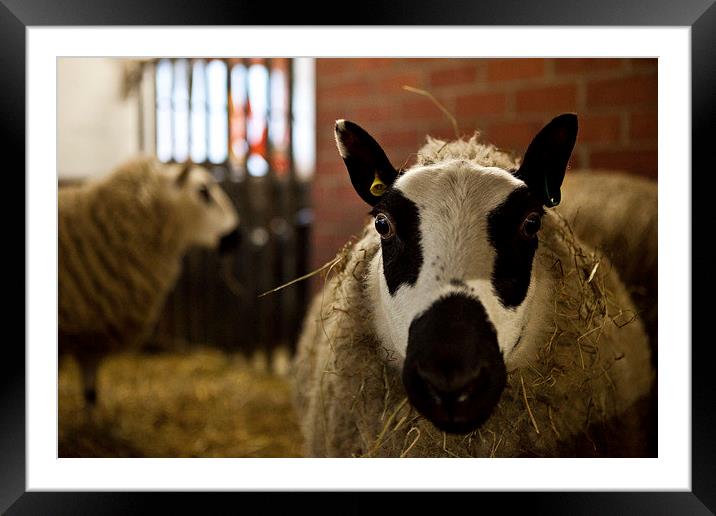 Sheep Framed Mounted Print by David Pacey