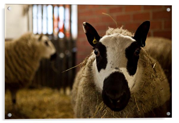 Sheep Acrylic by David Pacey
