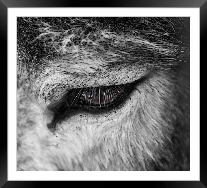 Donkey Eye Framed Mounted Print by David Pacey