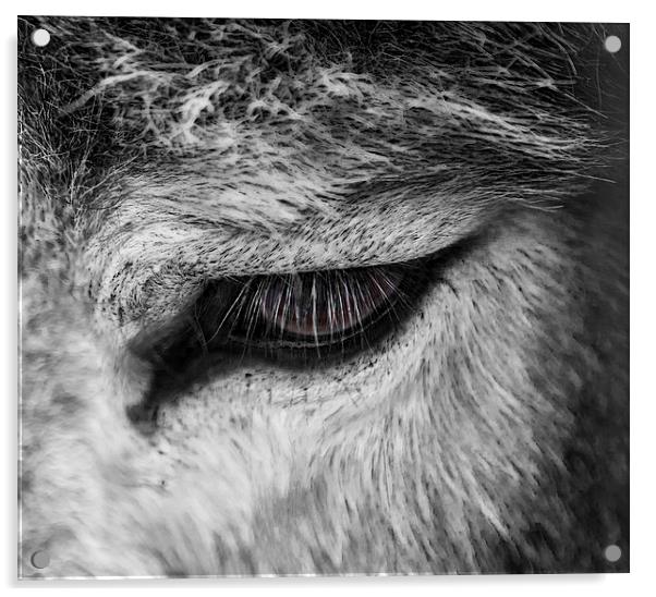 Donkey Eye Acrylic by David Pacey