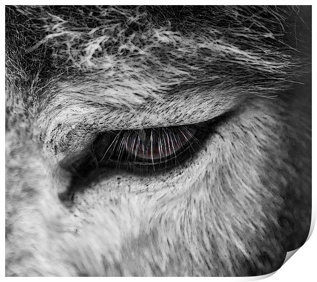 Donkey Eye Print by David Pacey