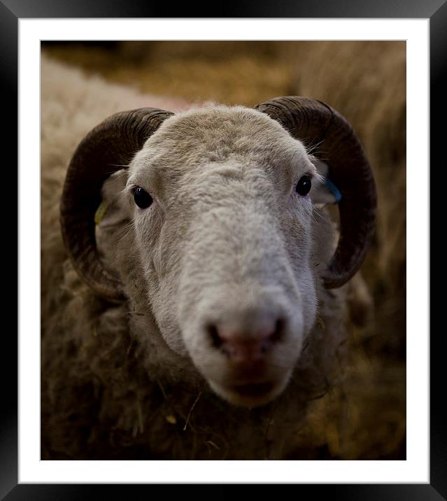 Sheep Framed Mounted Print by David Pacey