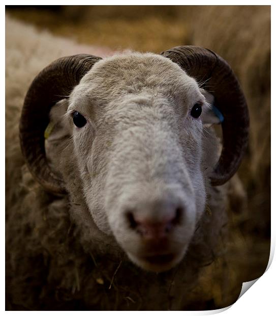 Sheep Print by David Pacey