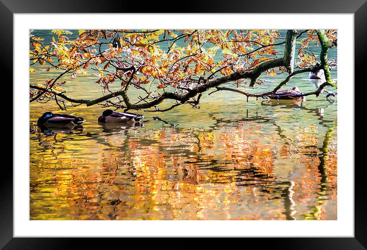 Autumn Reflections Framed Mounted Print by Susan Sanger