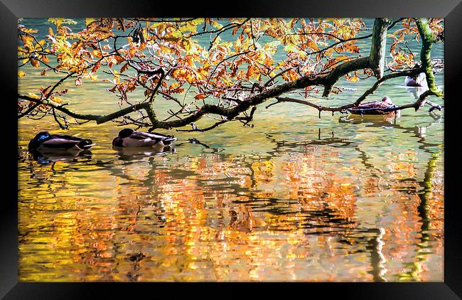 Autumn Reflections Framed Print by Susan Sanger