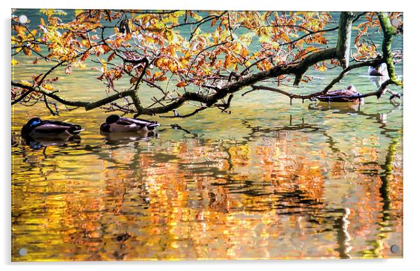 Autumn Reflections Acrylic by Susan Sanger