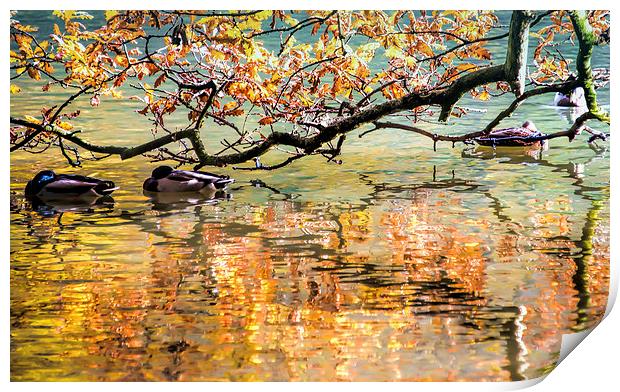 Autumn Reflections Print by Susan Sanger