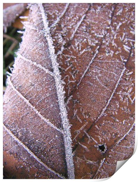 Frosted leaf Print by Darrin miller