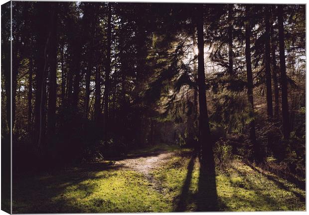 Morning sunlight through woodland. Canvas Print by Liam Grant