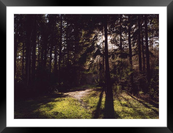 Morning sunlight through woodland. Framed Mounted Print by Liam Grant