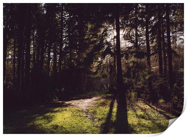 Morning sunlight through woodland. Print by Liam Grant