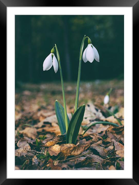 Wild snowdrops. Framed Mounted Print by Liam Grant