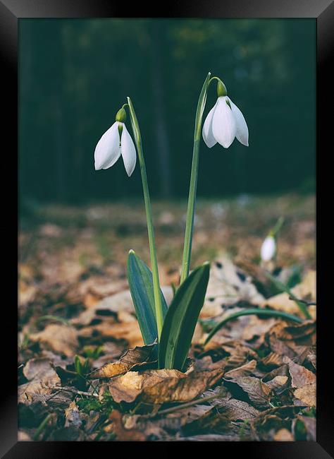 Wild snowdrops. Framed Print by Liam Grant