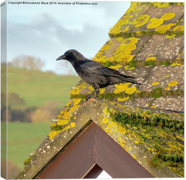 Crow on the Tiles Canvas Print by Annabelle Ward