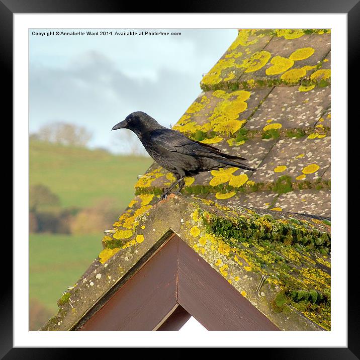 Crow on the Tiles Framed Mounted Print by Annabelle Ward