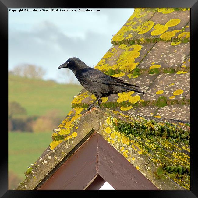 Crow on the Tiles Framed Print by Annabelle Ward