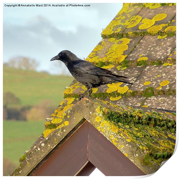 Crow on the Tiles Print by Annabelle Ward