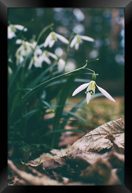 Wild snowdrops. Framed Print by Liam Grant