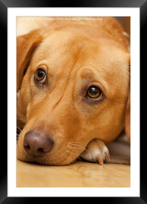 Labrador Portrait. Framed Mounted Print by Tommy Dickson