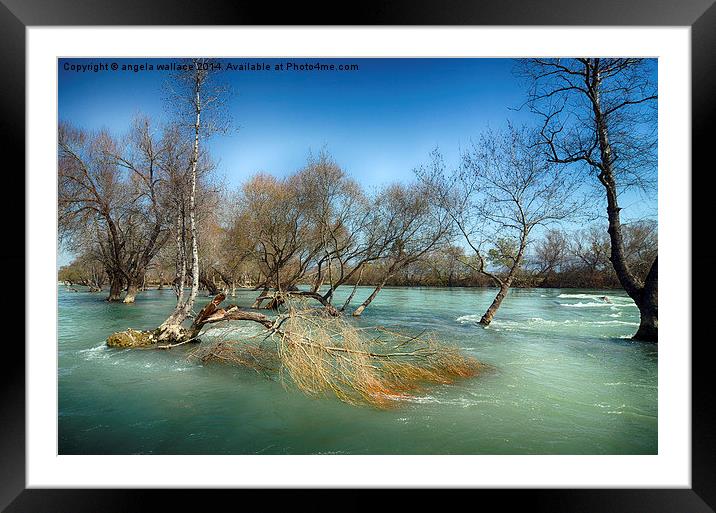 Water Logged Framed Mounted Print by Angela Wallace