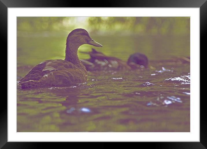 Ducks are Swimming Framed Mounted Print by Ian Eve
