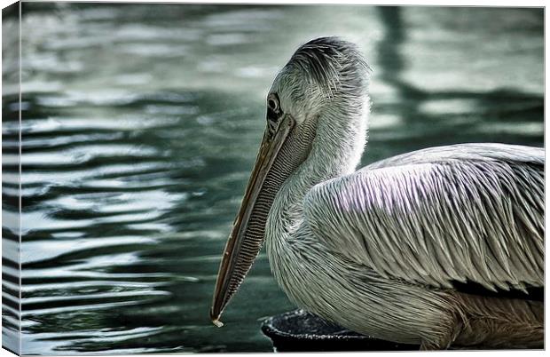 Pelican Canvas Print by Ian Eve